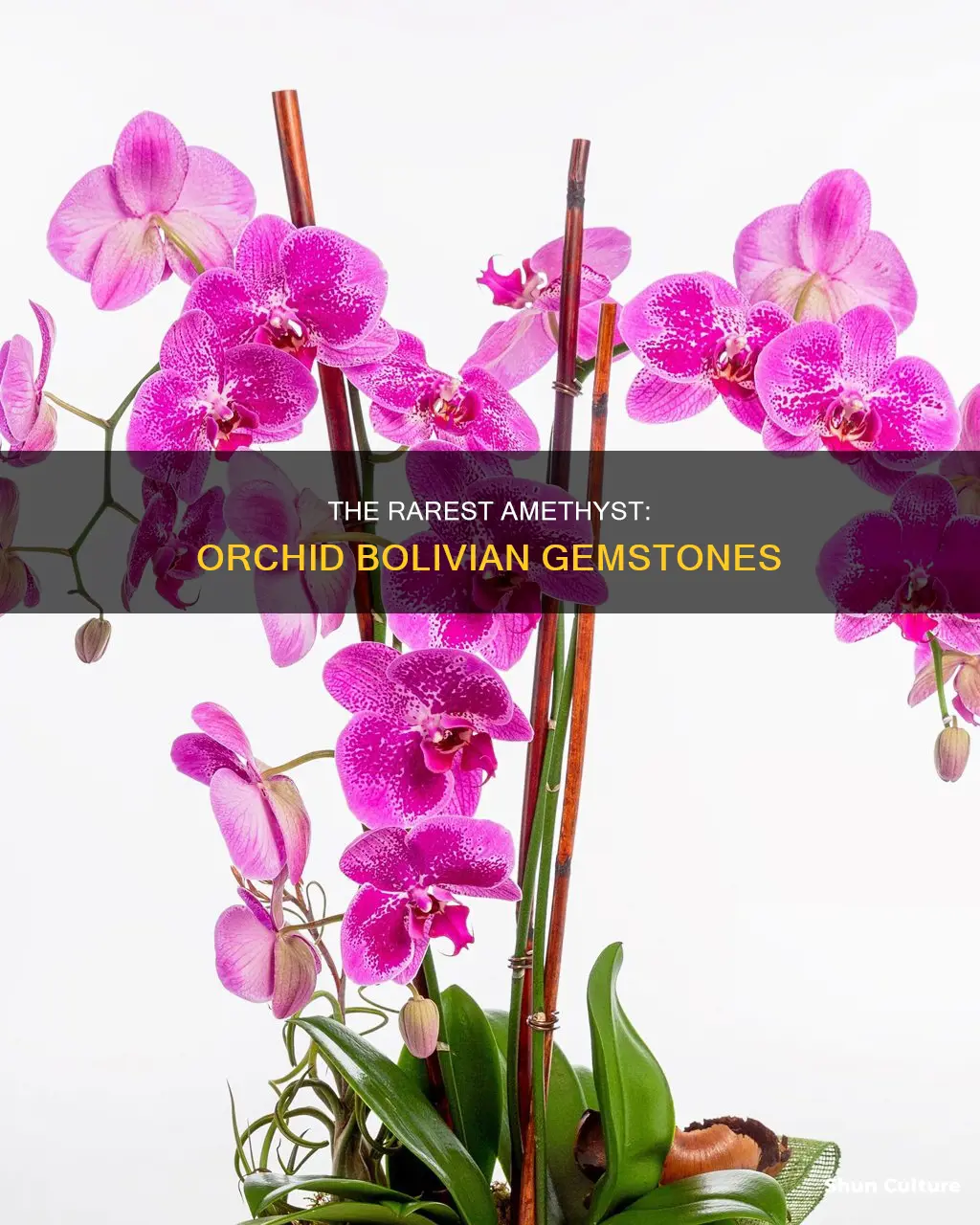 what is orchid bolivian amethyst