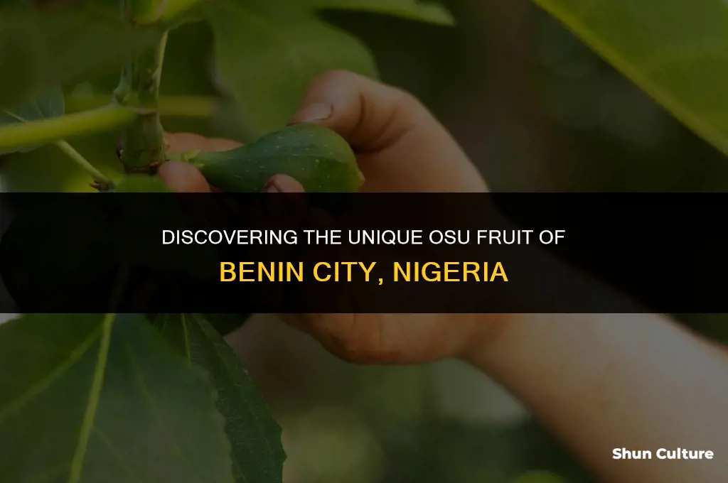 what is osu fruit from benin city in nigeria africa