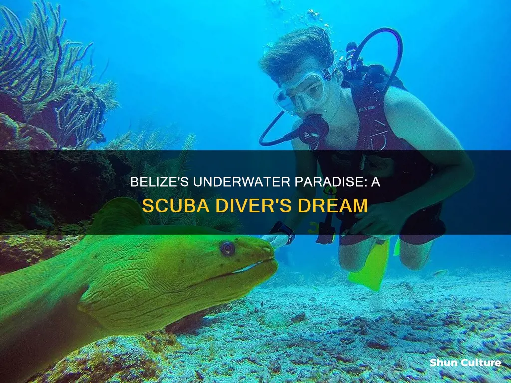 what is scuba diving like in belize