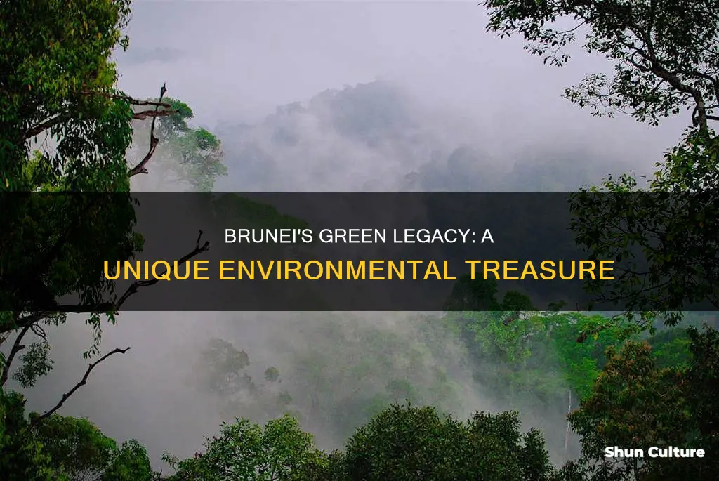 what is something environmentally unique about brunei