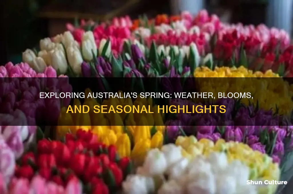 what is spring in australia like