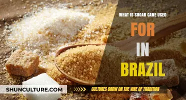 Brazil's Sugar Cane: Uses, Industry Impact, and Economic Significance