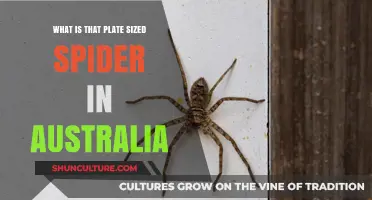 Huge Australian Spiders: The Huntsman