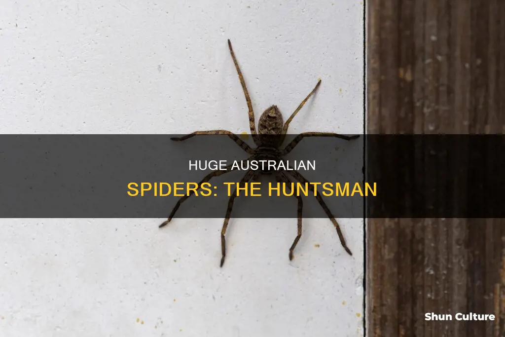 what is that plate sized spider in australia