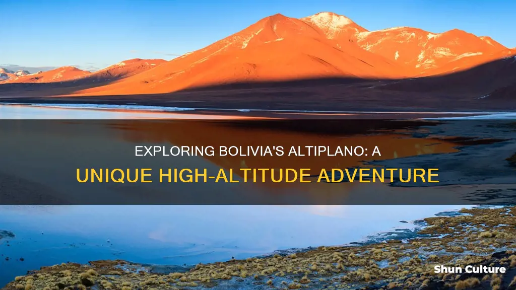 what is the altiplano in bolivia