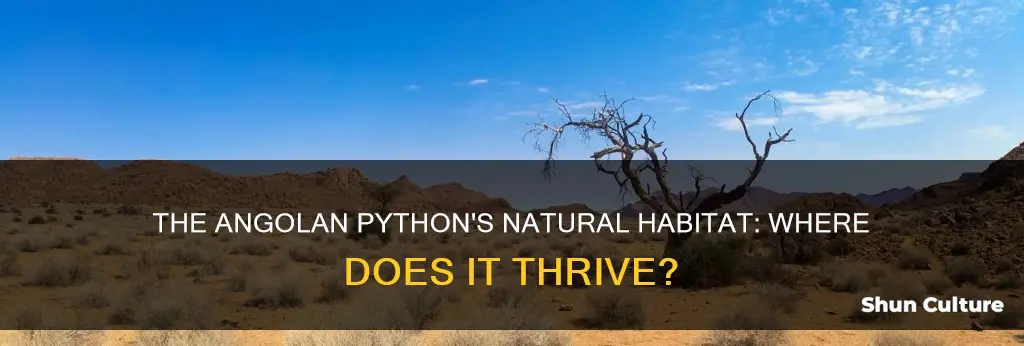 what is the angolan python habitat