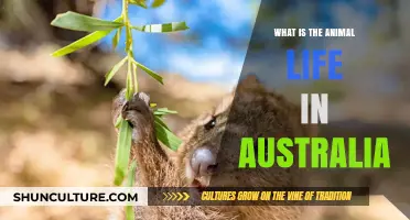 The Wild Side of Australia's Animal Life