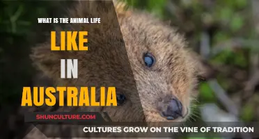 Exploring Australia's Unique and Diverse Wildlife: A Comprehensive Guide