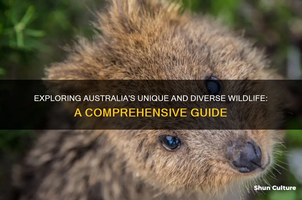 what is the animal life like in australia