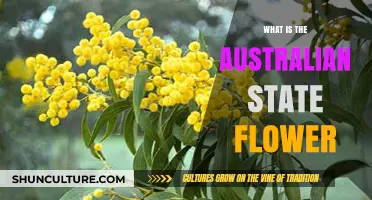 Australian State Flowers: Unique Symbols of Nature
