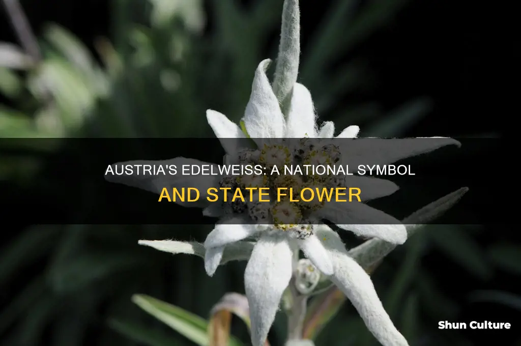 what is the austria state flower