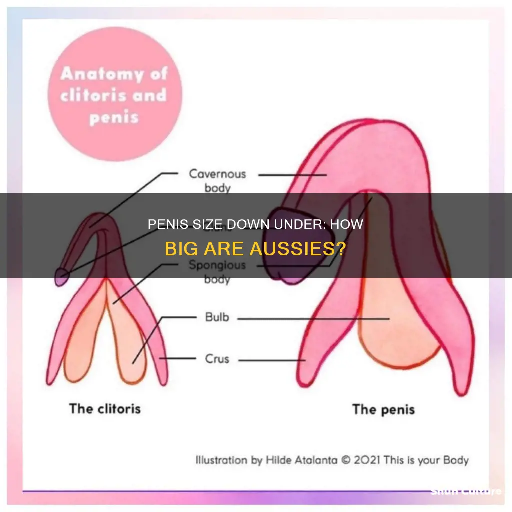 what is the average australian penis size
