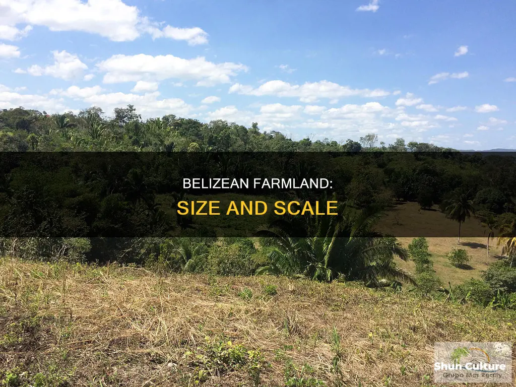 what is the average farm size in belize