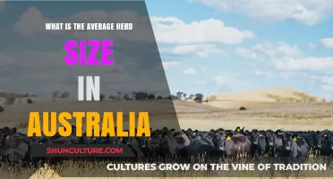 Herd Sizes in Australia: Average Numbers