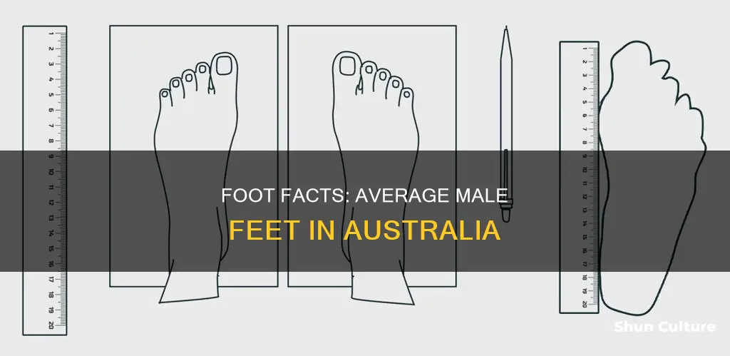 what is the average male foot size in australia