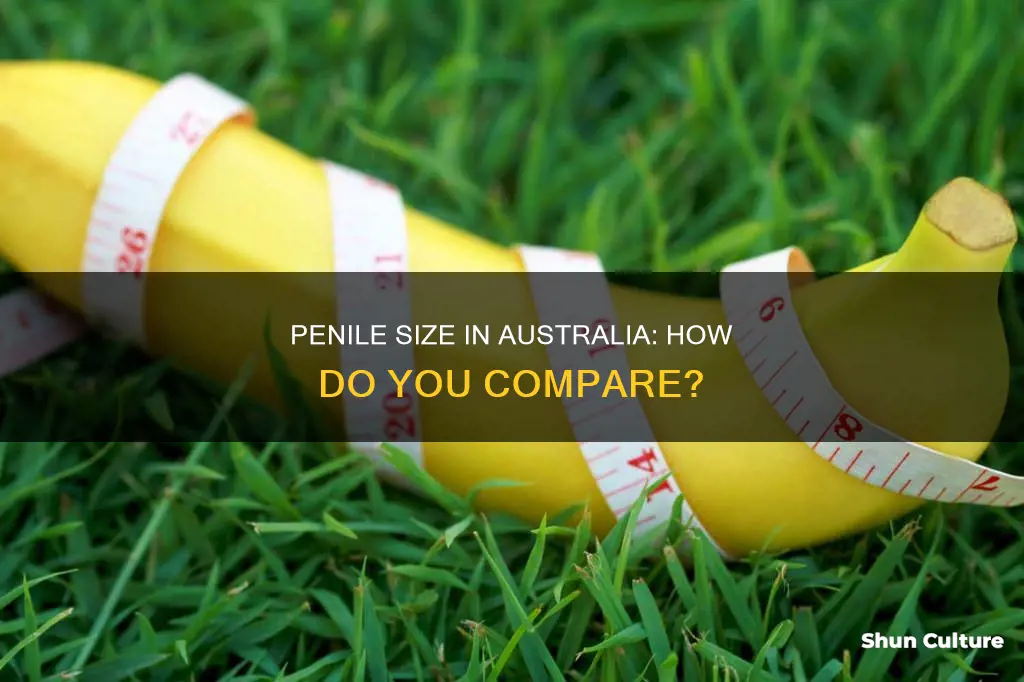 what is the average penile size in australia