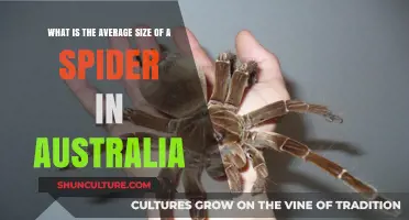 Spider Sizes Down Under: How Big Do They Get?