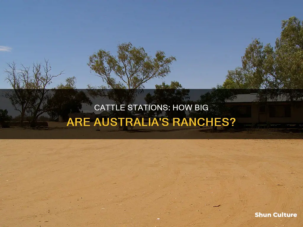 what is the average size of an australian cattle station