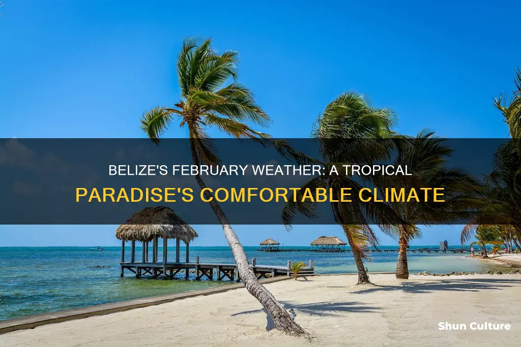 what is the average temperature in belize in February