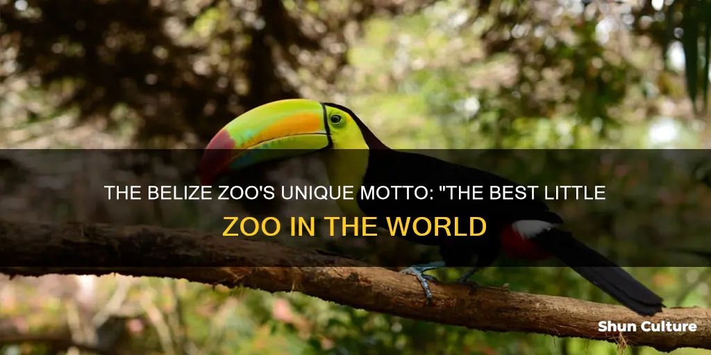 what is the belize zoo motto