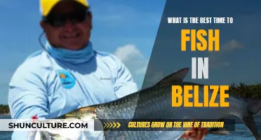 Belize's Secret Fishing Hot Hours: Unveiling the Prime Times for Angling Success