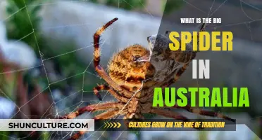 Huge Spiders in Australia: What You Need to Know