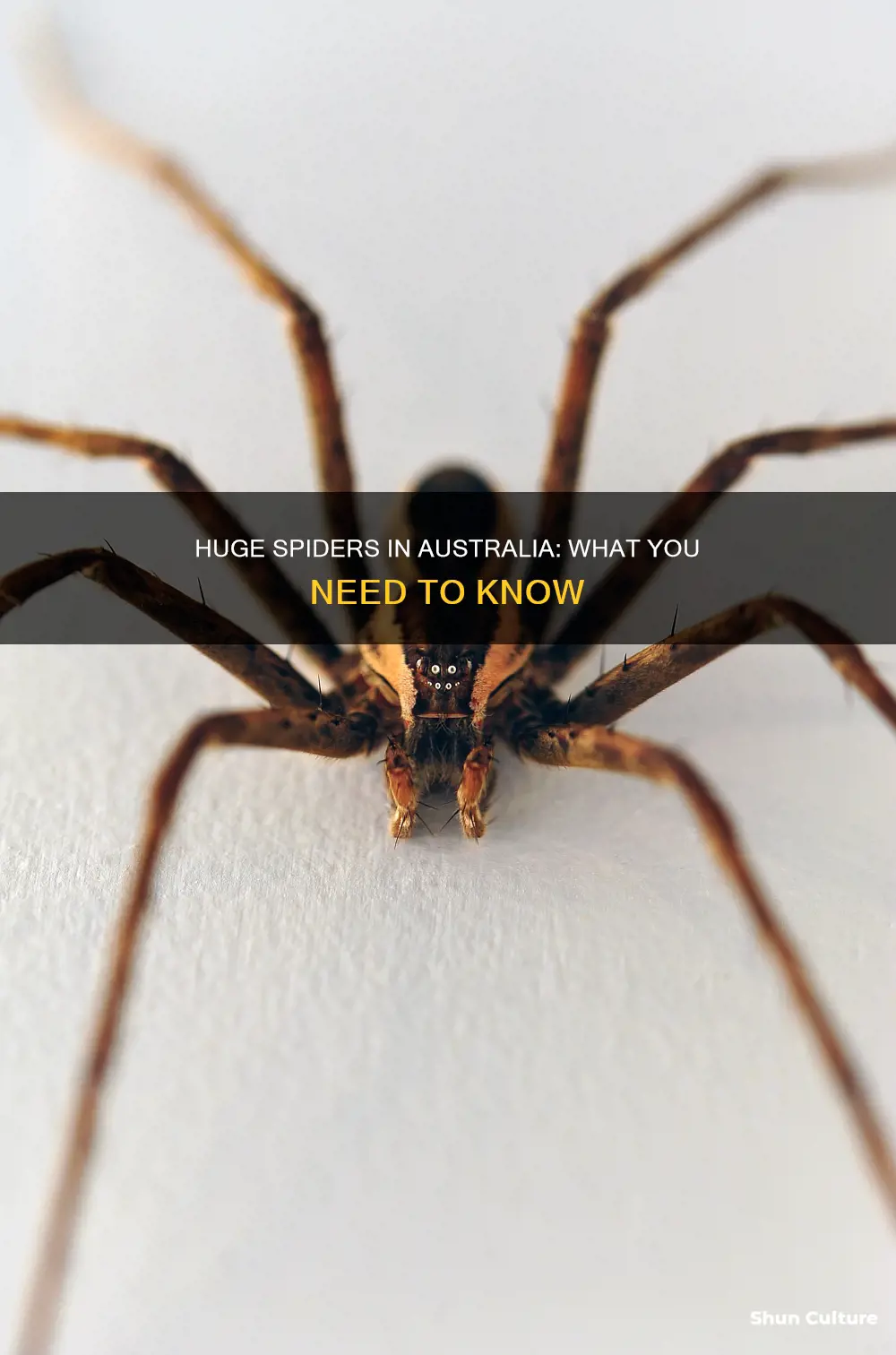 what is the big spider in australia