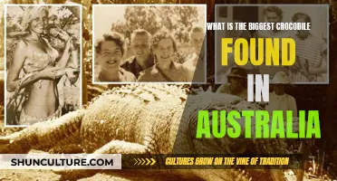 Giant Crocodiles Down Under: Australia's Largest Saltwater Predators