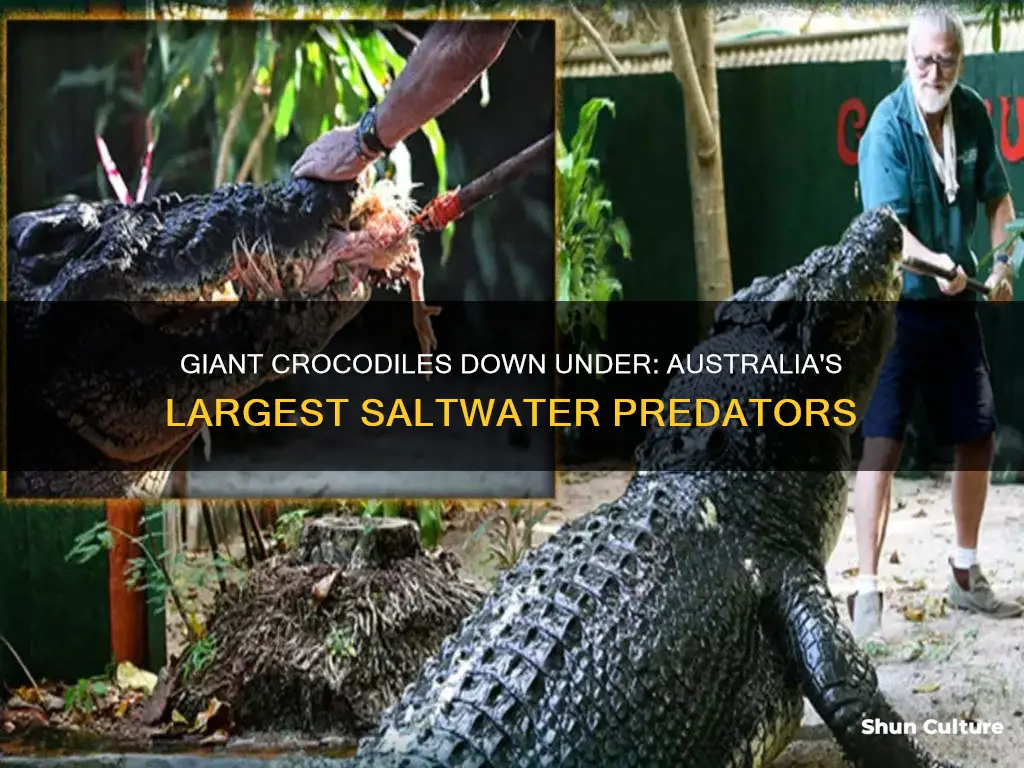 what is the biggest crocodile found in australia