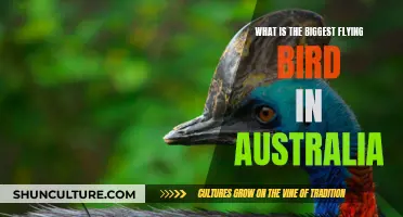 The Giant Birds of Australia: Who's the Biggest?