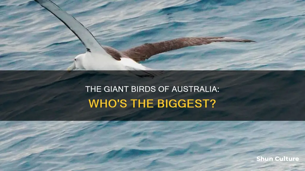 what is the biggest flying bird in australia
