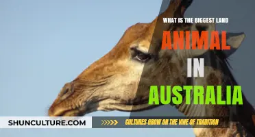 The Giant Wombats: Australia's Largest Land Mammals