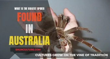 Huge Australian Spiders: The Largest Species Down Under