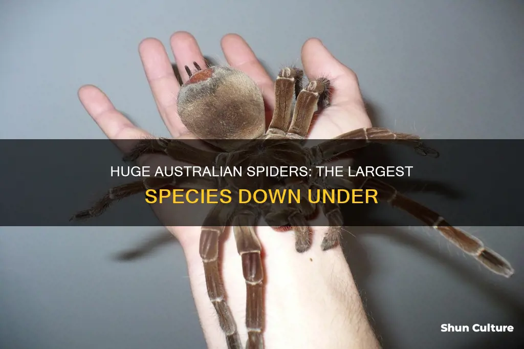 what is the biggest spider found in australia