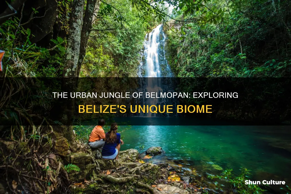 what is the biome foe belmopan belize