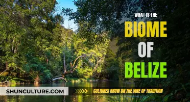 The Diverse Biome of Belize: A Natural Treasure