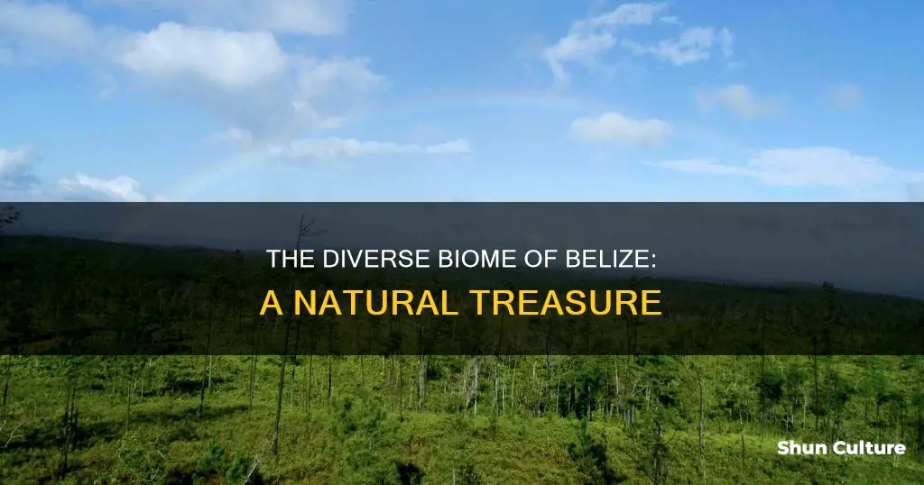 what is the biome of belize