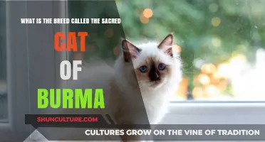Unveiling the Mystique: The Sacred Cat of Burma
