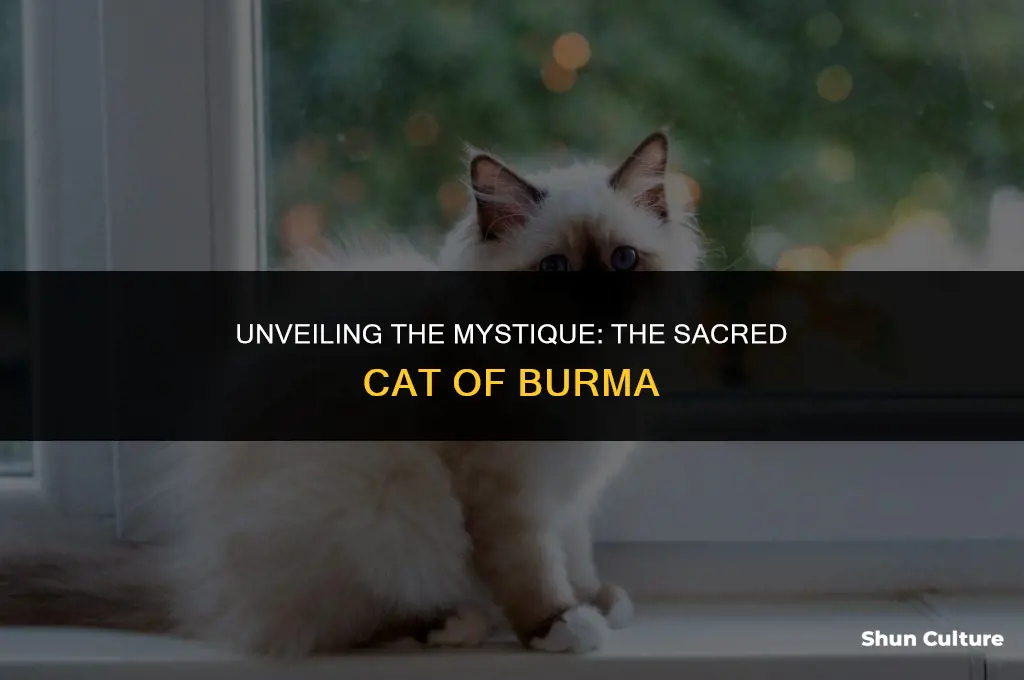 what is the breed called the sacred cat of burma
