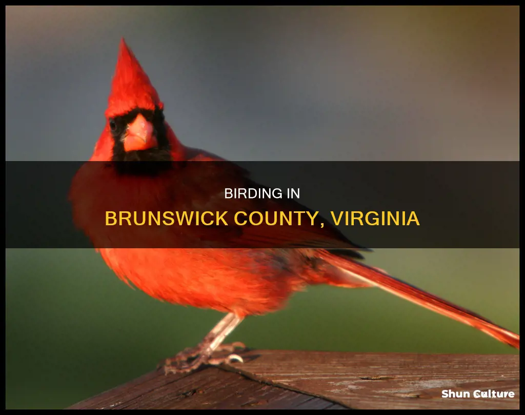 what is the county bird of brunswick county virginia