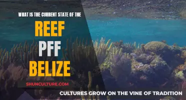 Belize's Barrier Reef: A Delicate Ecosystem in the Balance