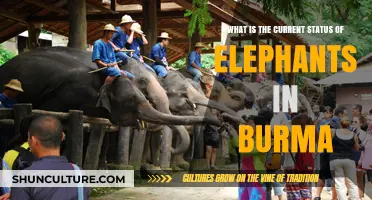 Elephant Conservation in Burma: Challenges and Progress
