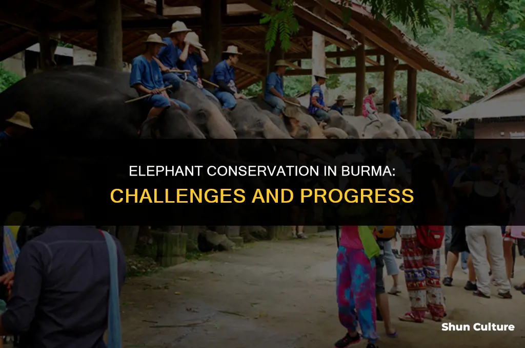 what is the current status of elephants in burma