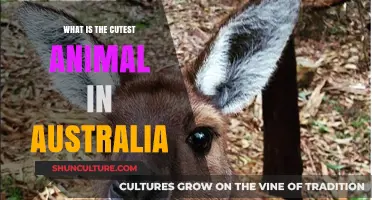 Cuddly Creatures: Australia's Cutest Animals