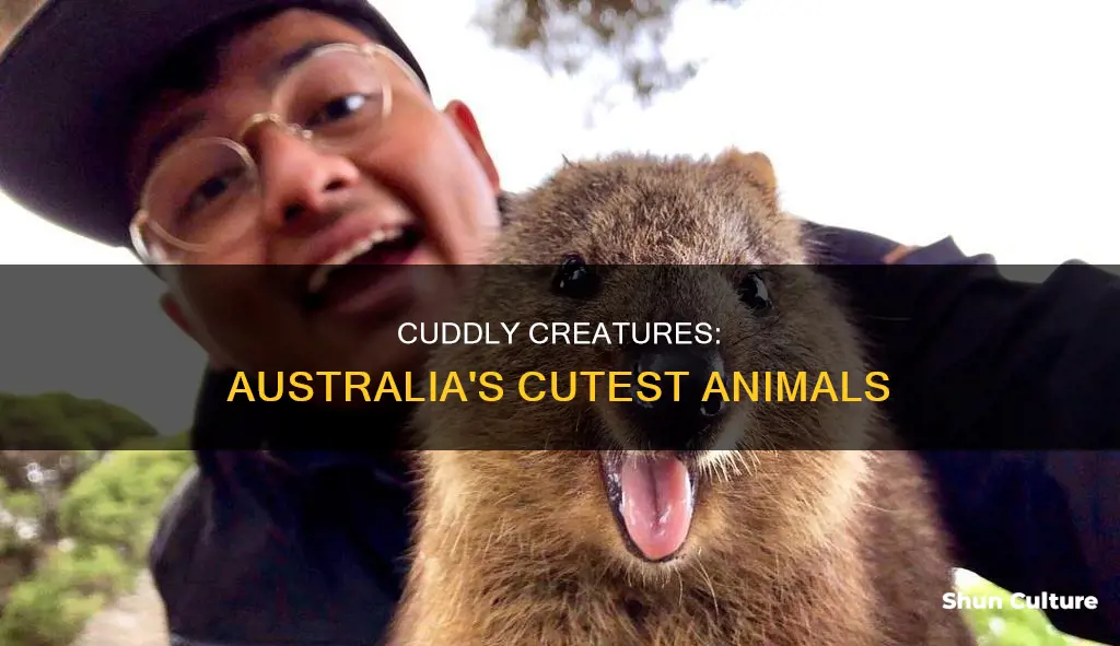 what is the cutest animal in australia