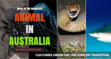 Deadly Australian Wildlife: Nature's Most Lethal Creatures