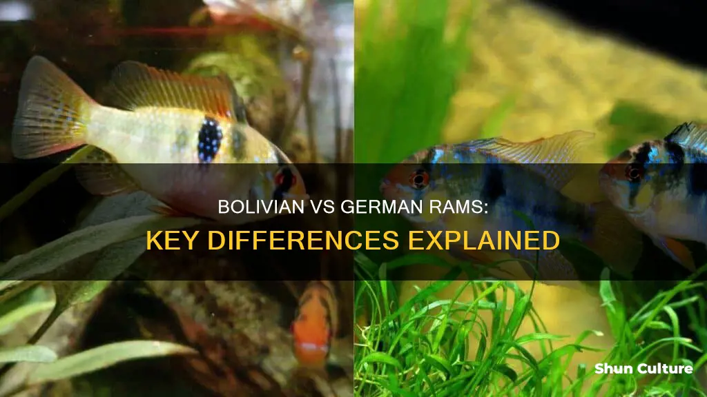 what is the difference between bolivian rams and german rams