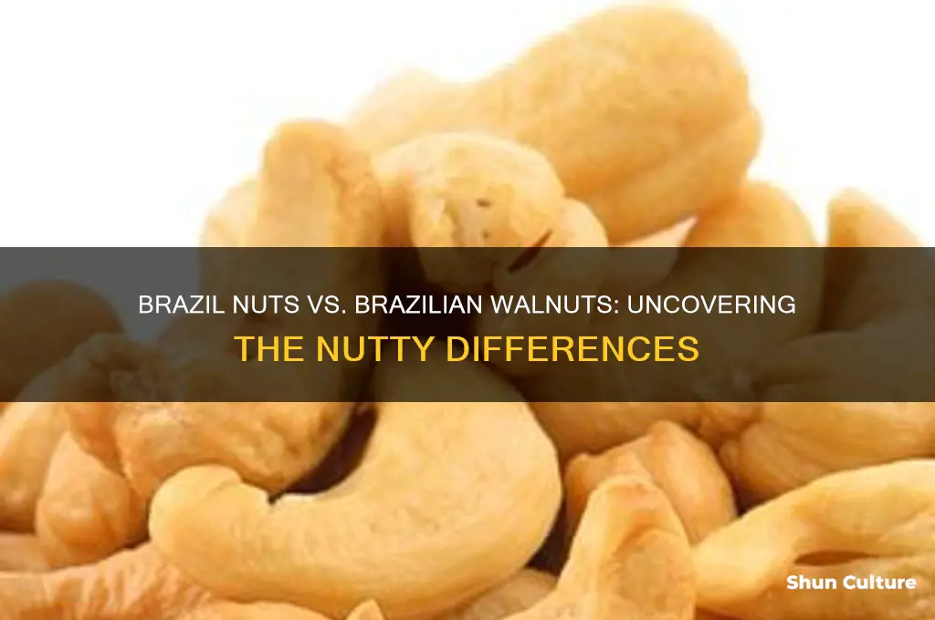 what is the difference between brazil nuts and brazilian walnuts