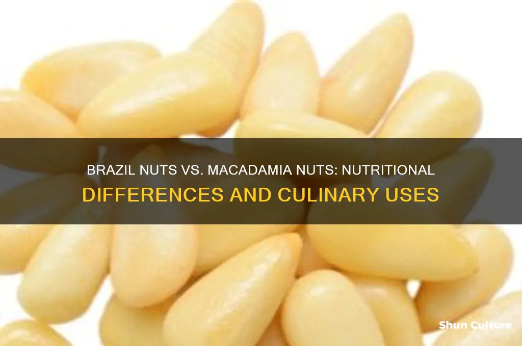 what is the difference between brazil nuts and macadamia nuts