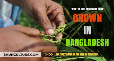 Bangladesh's Agricultural Backbone: The Dominant Crop Shaping Its Economy